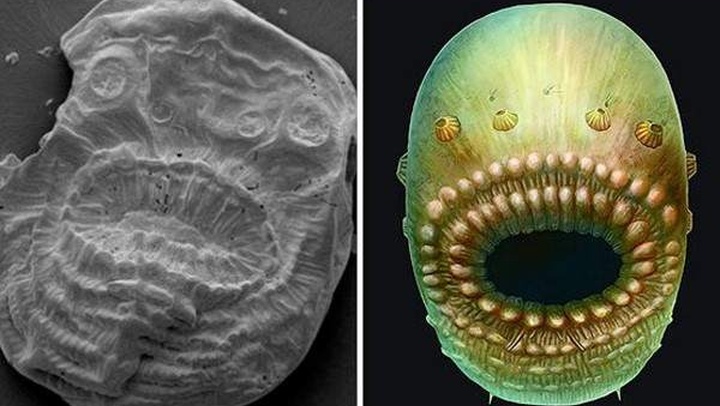 Nuestro ancestro más antiguo es una criatura marina con forma de bolsa y sin ano Nuestro ancestro más antiguo es una criatura marina con forma de bolsa y sin ano